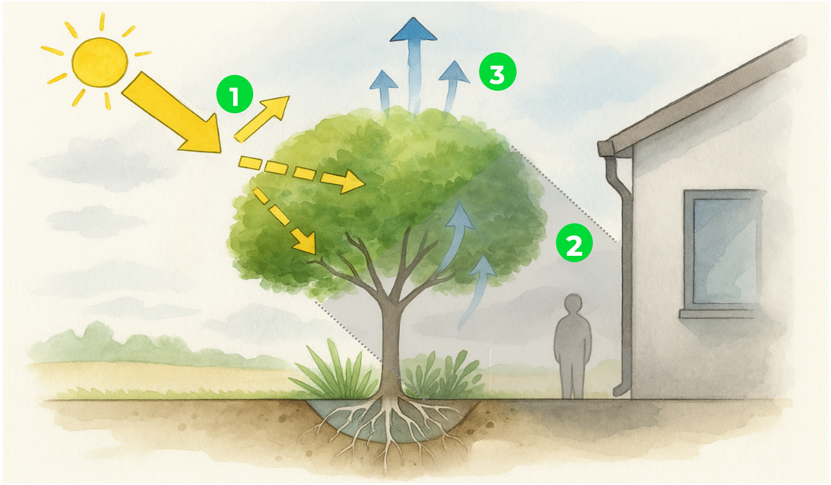 L'arbre climatiseur naturel - équivalent 5 climatiseurs